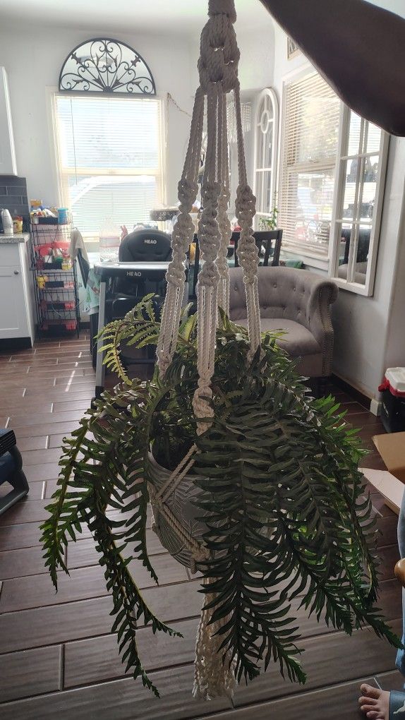Big Heave Fern Plant With Heavy Ceramic Pot