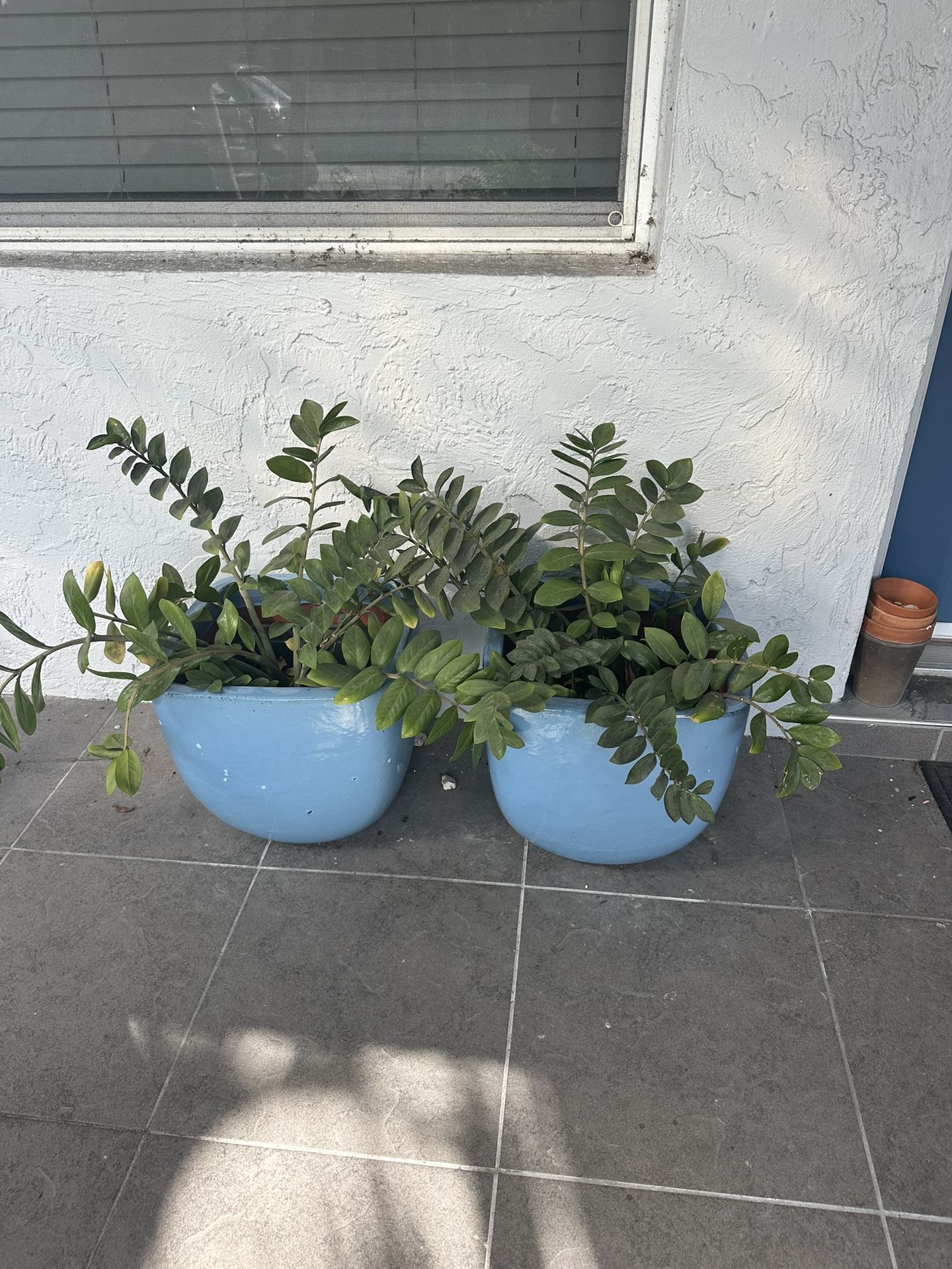 18" Square Ceramic Pair Pots With Plants