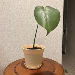 Potted Monstera Plant