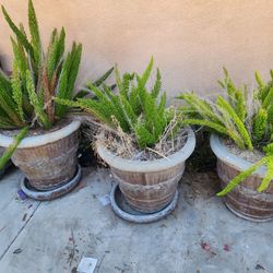 Concreat planters