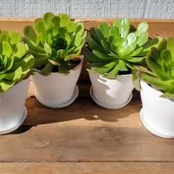 Aeonium Succulent plant with large rosette  $6