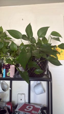 House plant
