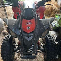2024 Can-am Ds 250