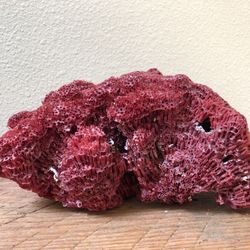 Real coral skeleton red
