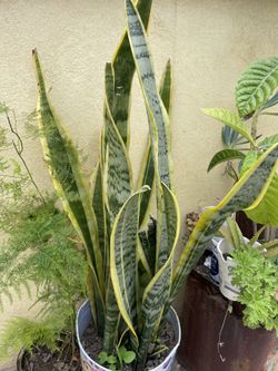 Snake Plant