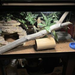 Awesome 40 Gallon Terrarium Complete!!