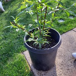 Tengo Esta Planta en Venta 