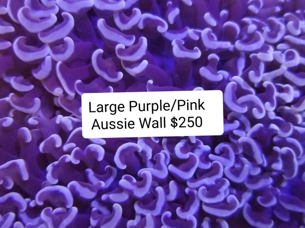 Rare Pink/Purple Aussie Wall Hammer