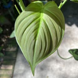 Rare Philodendron Camposport (chameleon leaf - velvet leaf) Plants and Cuttings