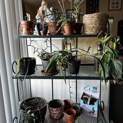Multiple Indoor Plants And Pots 