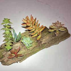 Succulent Driftwood Planter Decoration 