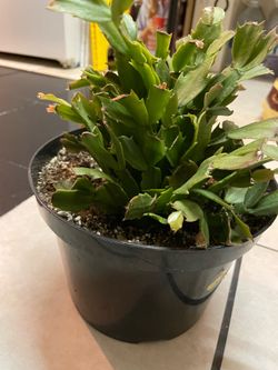 Cactus de navidad