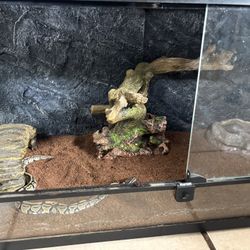 Ball Python Enclosure