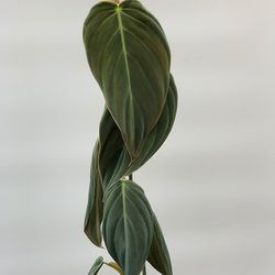 Rare Philodendron Gigas Plant / Indoor Plant/ House Plant 