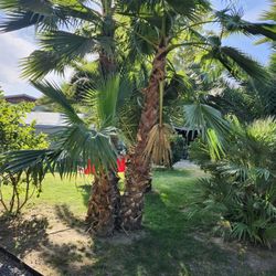 Mexican Fan Palm Tree 14' 10' 8' 6'