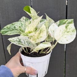 Pothos Marble Queen Plant 4" Pot - Indoor House Plants