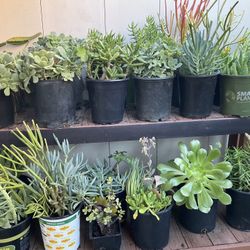 Easy Care Succulent Plants