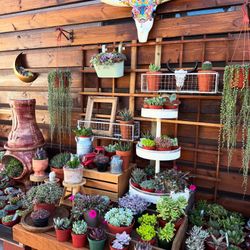 Hidden Succulent Shop in West Covina 🌵🪴☺️