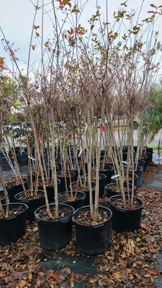 Crape Myrtle Trees 15gallon 7 Ft Tall