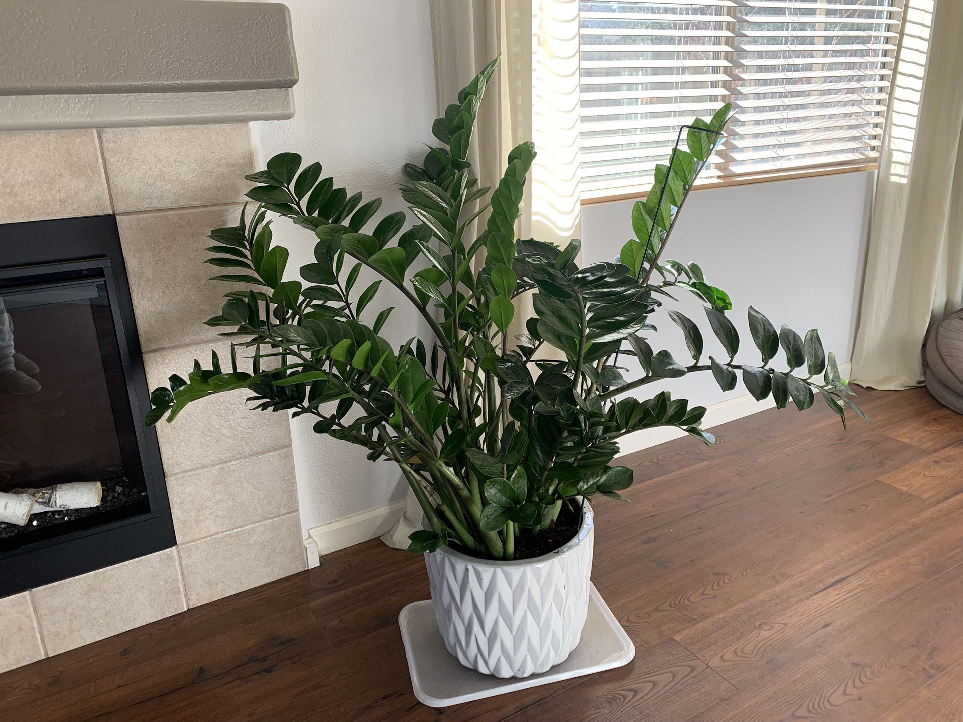 Indoor Plant $55