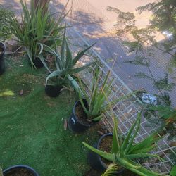 Aloe Vera Plants