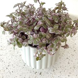 Indoor Plant - Turtle Vine In Fluted Pot