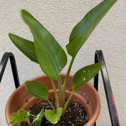 Giant Birds Of Paradise