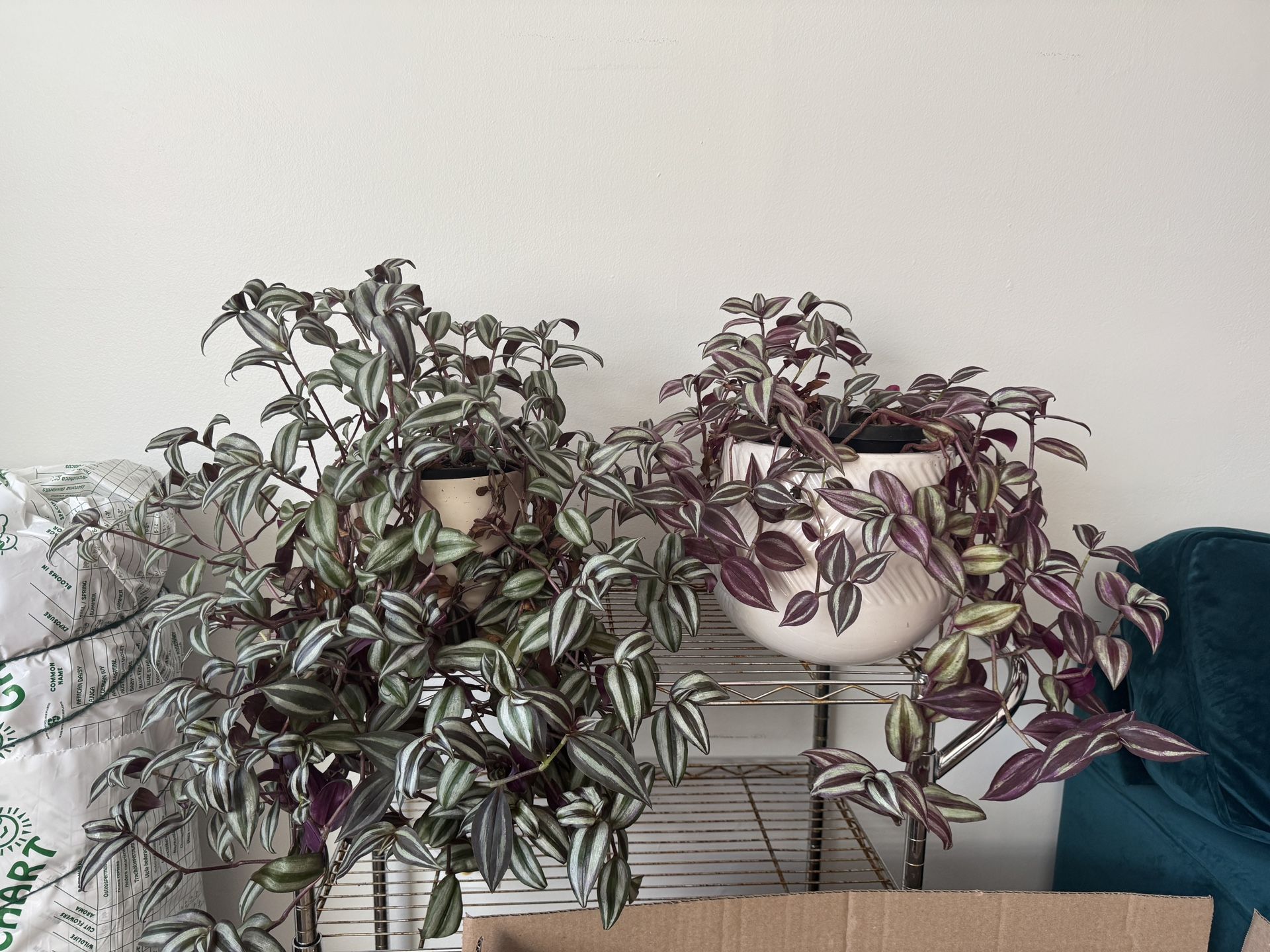 Tons of Houseplants 🪴