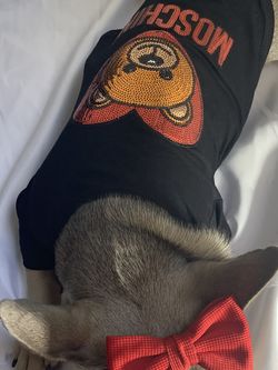 dog clothes