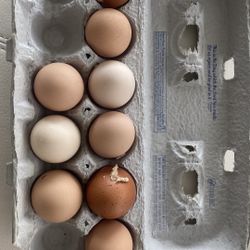 Farm organic egg