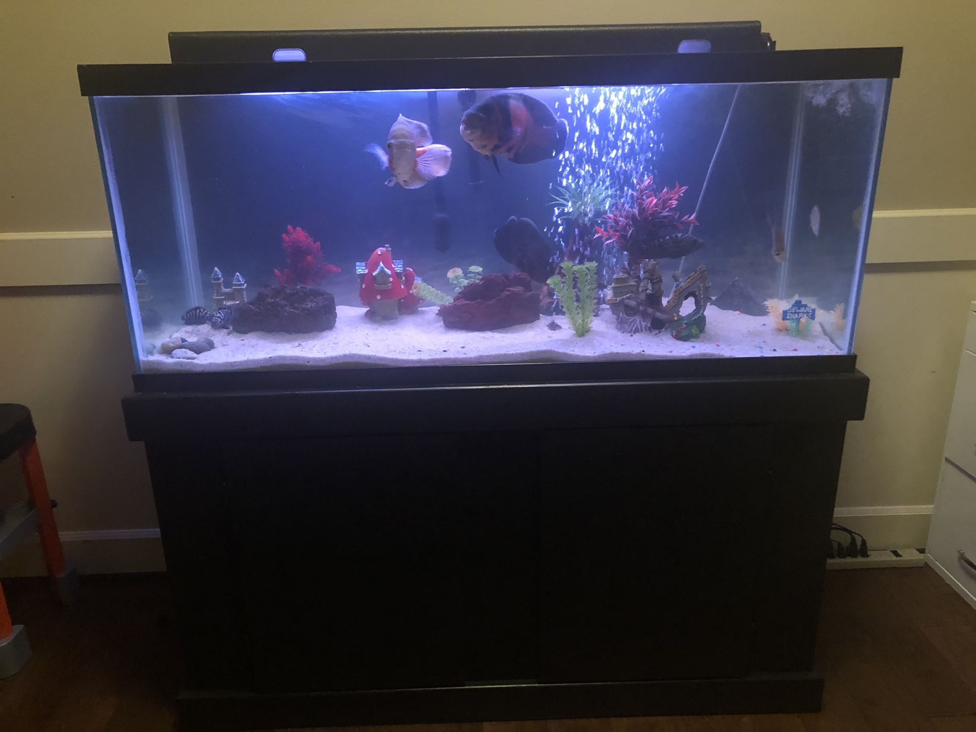 Fish Tanks - 75g and 55g