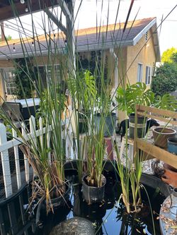 Cattail pond plant
