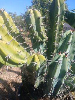 Cactus plant
