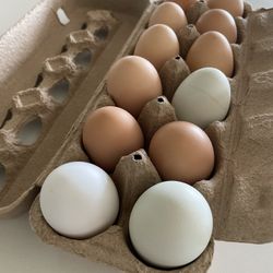 ORGANIC FREE RANGE EGGS