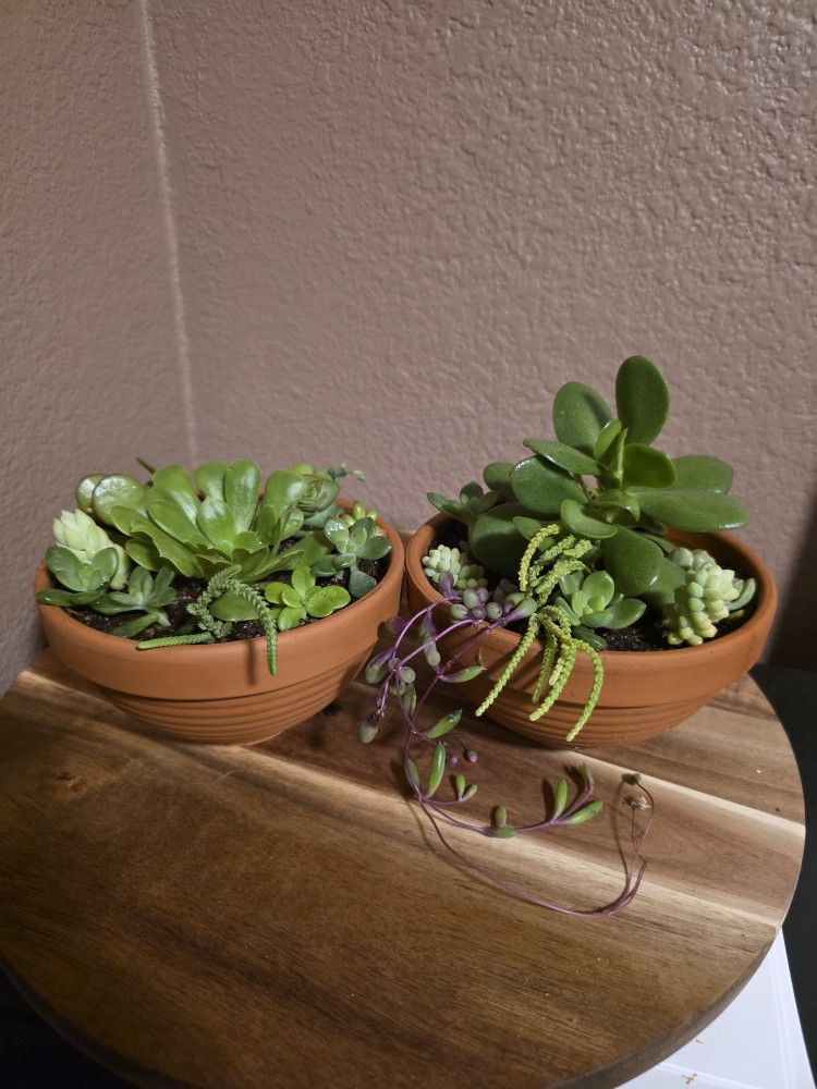 Set of 2 Mini Clay pots with Variety of Live Succulents