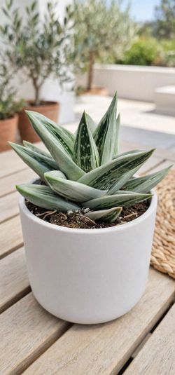Gasteraloe Green Ice