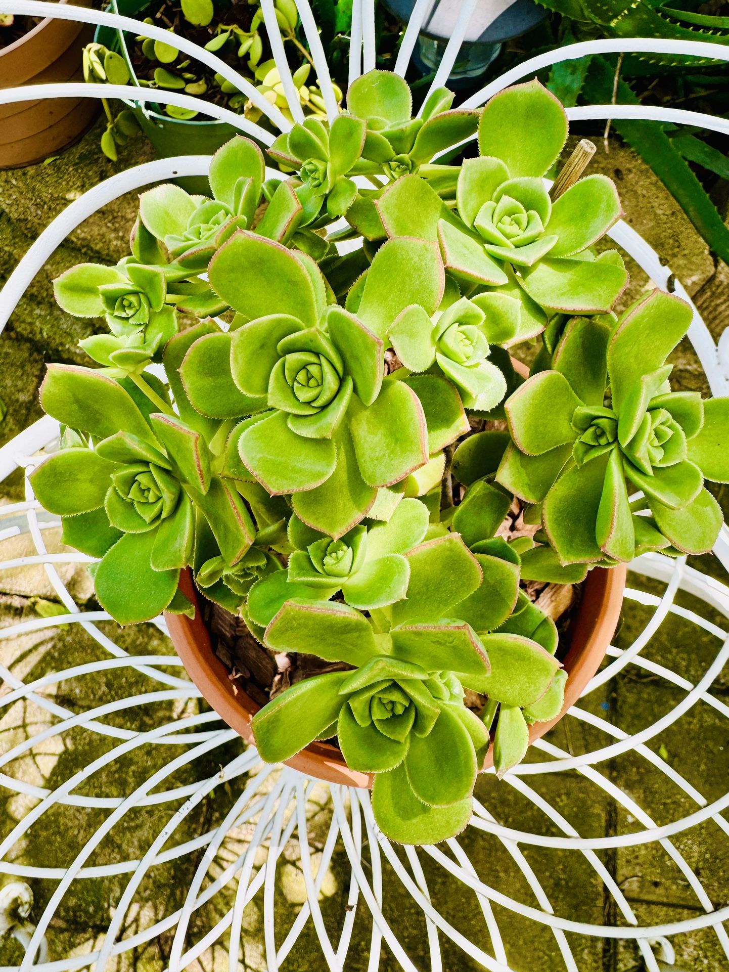 SUCCULENT PLANTS IN CLUSTERS - In Terracotta Pot
