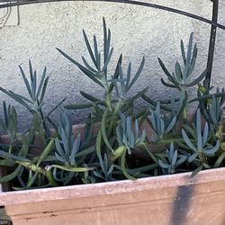 Blue Fingers Stick Succulent 