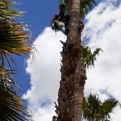 Trimming Palms Tree And Trees From $20