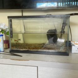 Beginner Set Up: 5 Gallon With Accessories ! ( Fish Too) 