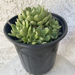 1 Gallon Pot Succulent Plant - Echeveria Chihuahuaensis - Cat’s Claw Echeveria - Rooted & Established Plant - Drought Resistant - 🪴