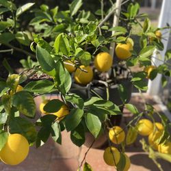 Meyer Lemon 🍋