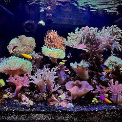 Mixed Reef Red Sea and Neptune Systems Setup Plus Extras OBO