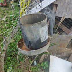 Chicken Bird Grain Feeder