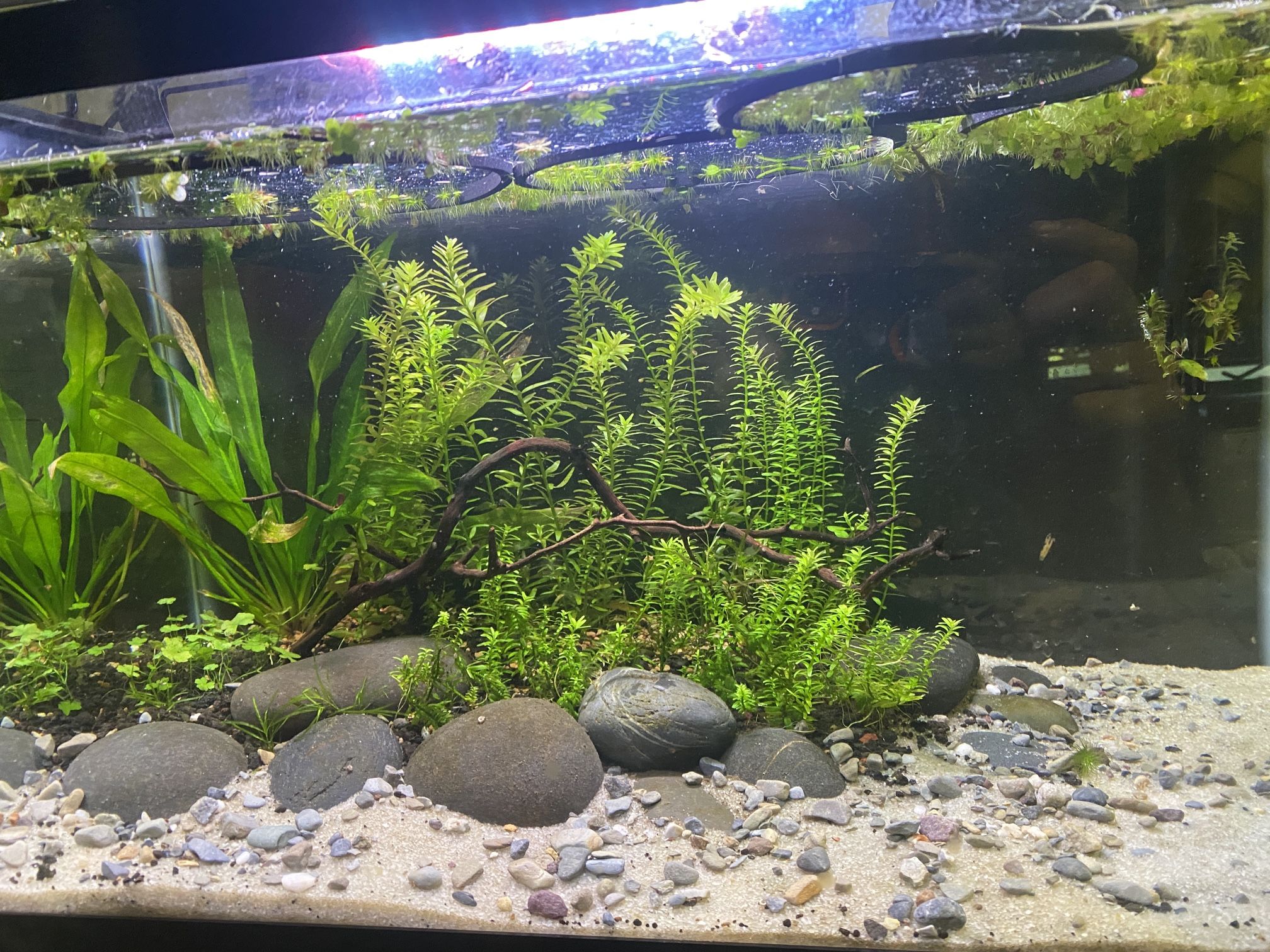 10 Gallon Aquascaped Planted Aquarium Fish Tank
