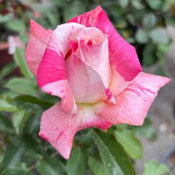 Rosales Rose Bush Plants Flowers Plantas Flores