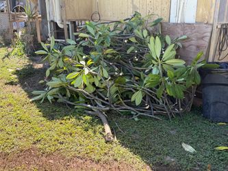 Plumeria branches