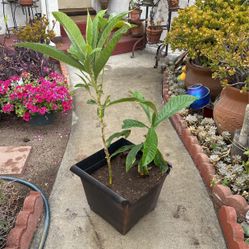 Loquat Plant. Well Rooted...34 Inches Tall, Smaller 12 Inches