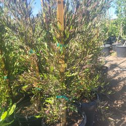 Purple Hopseed Bush