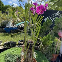 Blooming Ascosenda Orchid 